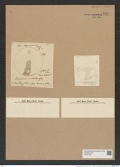 Eupodiscus oculatus Grev. (de-Toni-Nr.: Genus 177, Species 4473) Zeichnungen Sammlung Grunow Nr. 8041 (NHMW-BOT-W0377350)